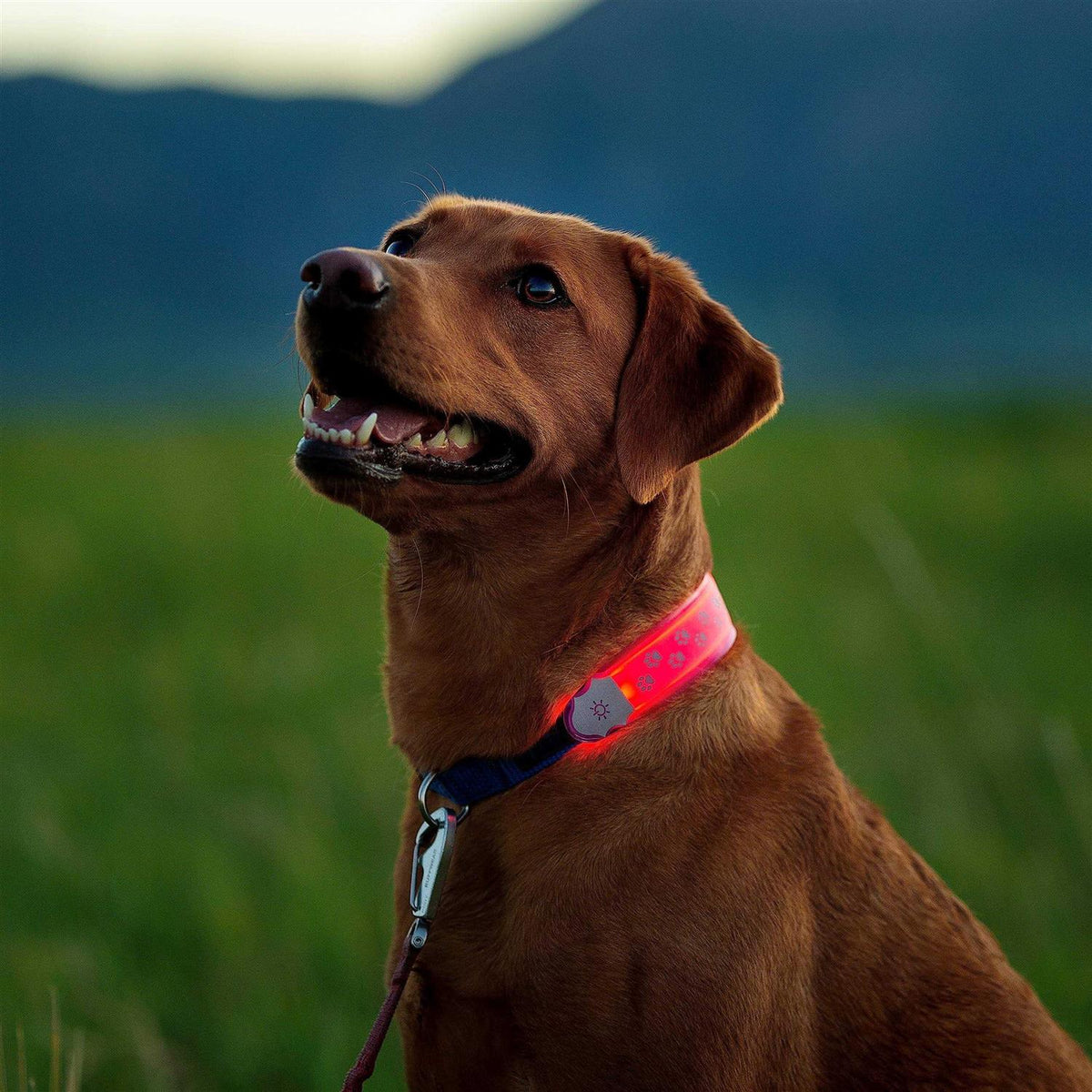 LED Collar Cover Q958