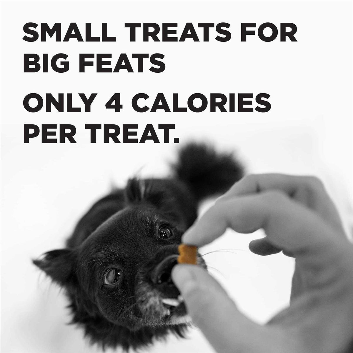 Dog Treats L806