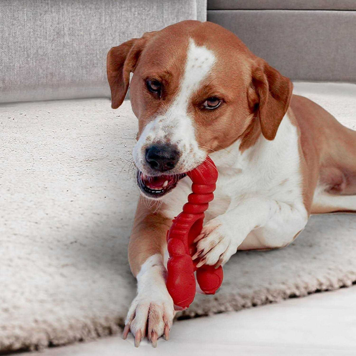 Power Chew Lobster Dog Toy L360