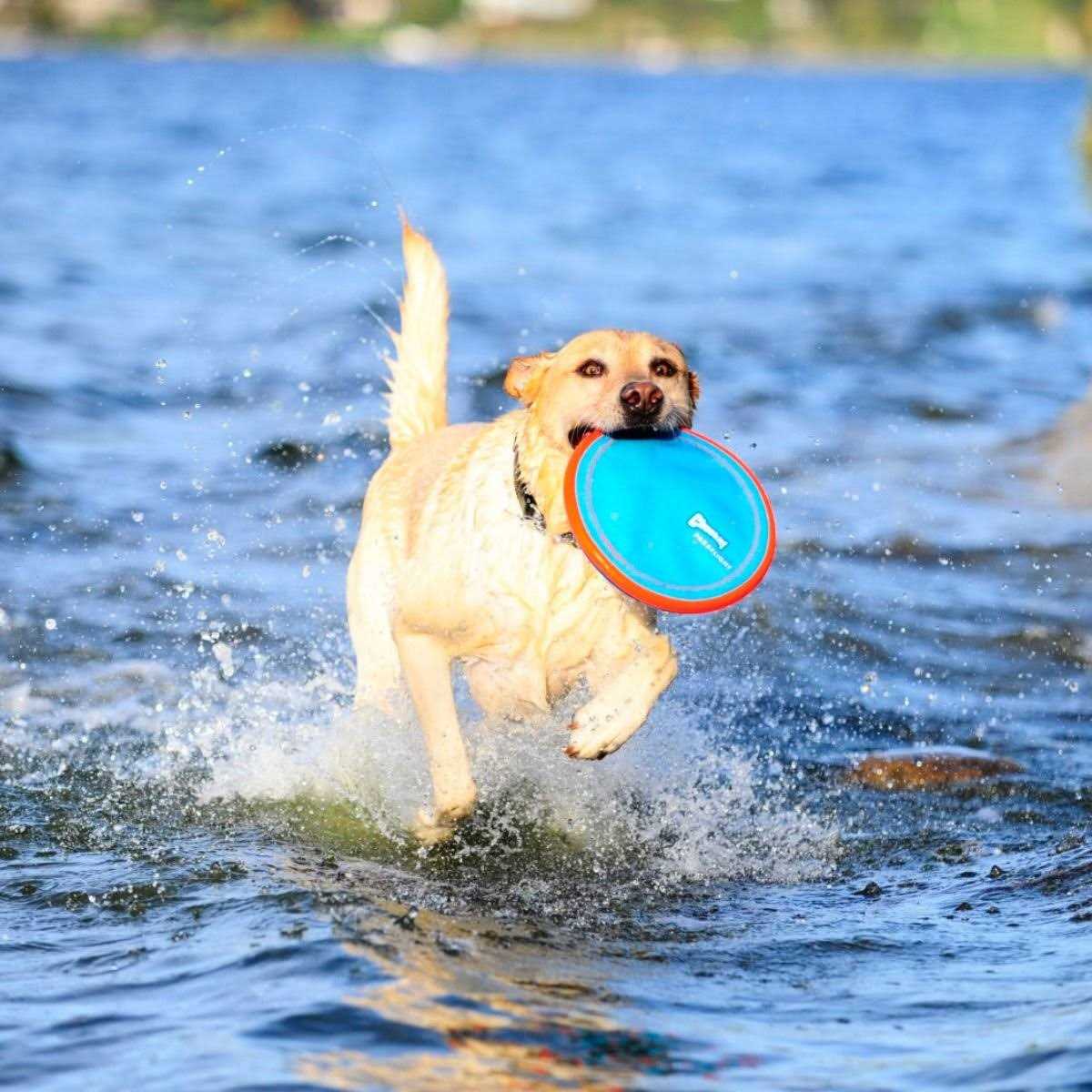 Dog Toy R52800